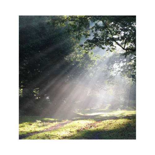 Shaft of light - Eau De Parfum - J-Scent - Image 3